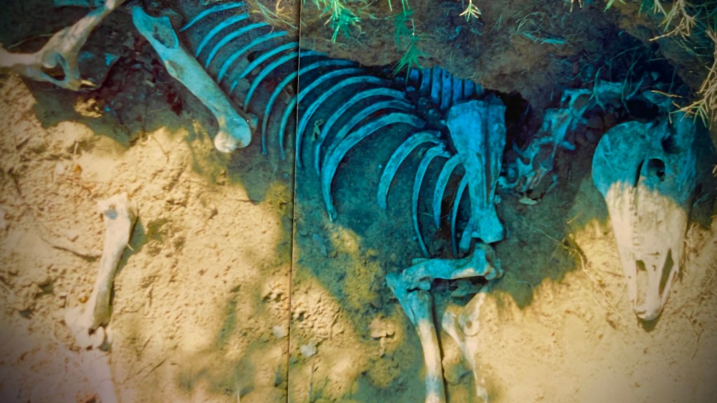 Horse latitudes and&nbsp;doldrums